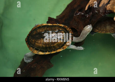 Roti Insel snake-necked Turtle (Chelodina mccordi), auch bekannt als McCord's snakeneck Schildkröte. Stockfoto