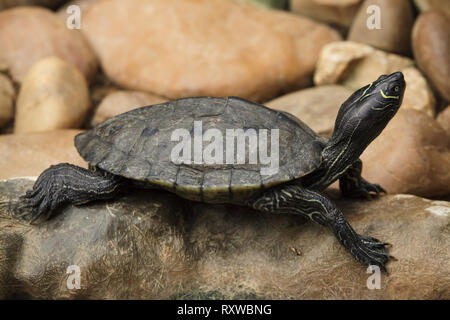 Florida Red-bellied cooter (Pseudemys nelsoni), auch bekannt als die Florida redbelly Schildkröte. Stockfoto