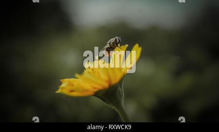 Fliege auf Blume. Gelbe Blume Stockfoto