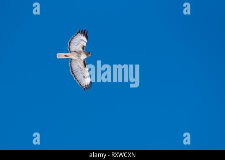 Red-tailed Hawk, Nordosten Oregon. Stockfoto