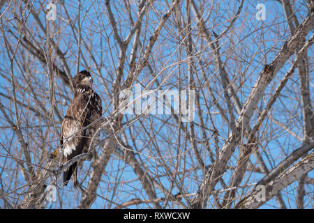 Juvenile Weißkopfseeadler, Wallowa Valley, Oregon. Stockfoto
