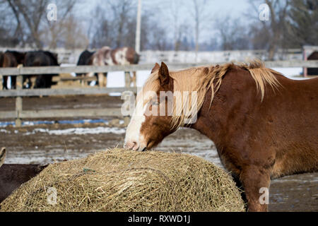 Hengst Pferd weiden auf Heu auf einer Farm sanctuary Close up. Schöne braune Pferd mit langen Mähne außerhalb auf einer Ranch. Stockfoto