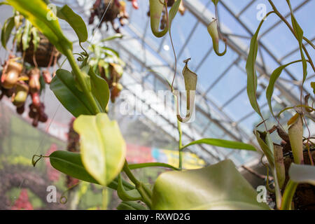 Bladderwort fleischfressende Pflanzen in Sydney, Australien Stockfoto