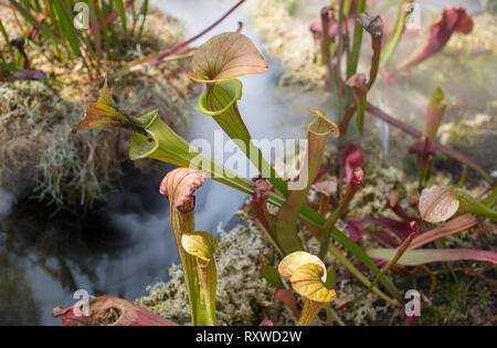 Bladderwort fleischfressende Pflanzen in Sydney, Australien Stockfoto