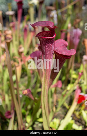 Bladderwort fleischfressende Pflanzen in Sydney, Australien Stockfoto