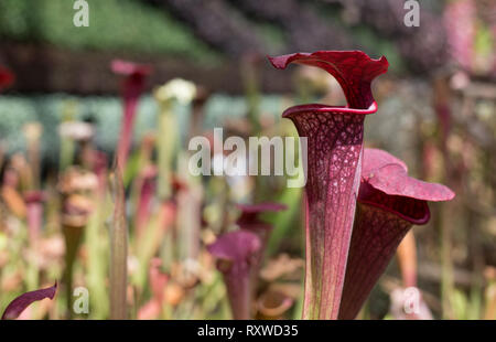 Bladderwort fleischfressende Pflanzen in Sydney, Australien Stockfoto