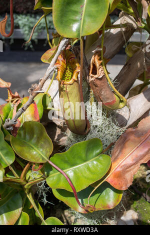 Bladderwort fleischfressende Pflanzen in Sydney, Australien Stockfoto