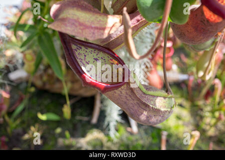 Bladderwort fleischfressende Pflanzen in Sydney, Australien Stockfoto