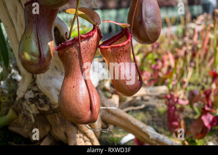 Bladderwort fleischfressende Pflanzen in Sydney, Australien Stockfoto