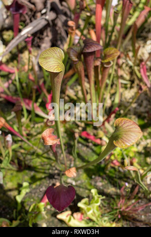 Bladderwort fleischfressende Pflanzen in Sydney, Australien Stockfoto