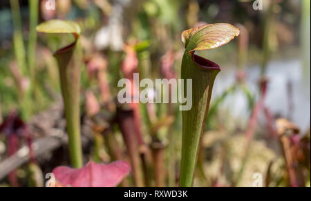 Bladderwort fleischfressende Pflanzen in Sydney, Australien Stockfoto