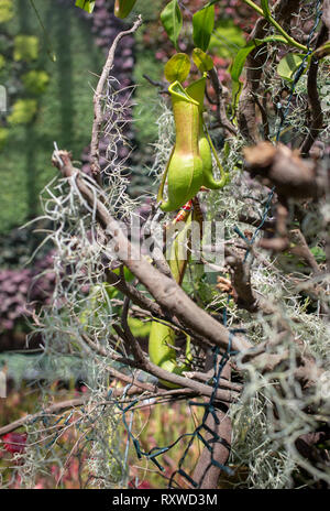 Bladderwort fleischfressende Pflanzen in Sydney, Australien Stockfoto