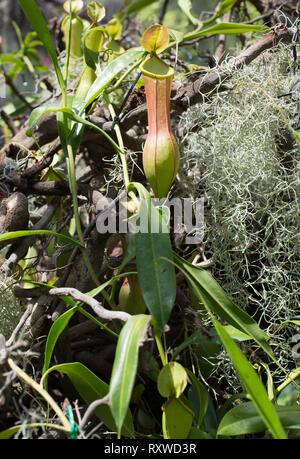 Bladderwort fleischfressende Pflanzen in Sydney, Australien Stockfoto