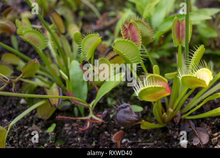 Venusfliegenfalle Stockfoto