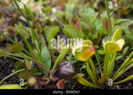 Venusfliegenfalle Stockfoto