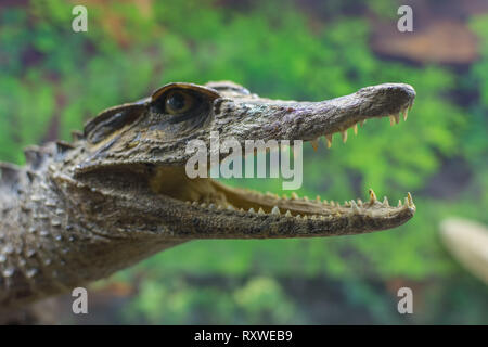 Nahaufnahme der Krokodile Backen mit tooths Stockfoto