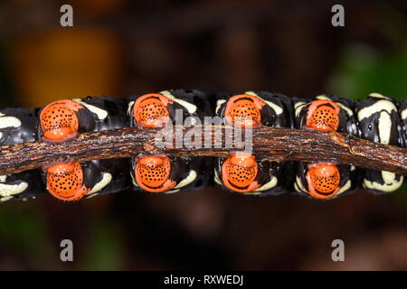 Tetrio Sphinx oder Frangipani Tabakschwärmer (Pseudosphinx tetrio) undeside Blick auf ausgewachsene Raupe mit Füßen und Sauger, Manu Nationalpark, Peru Stockfoto