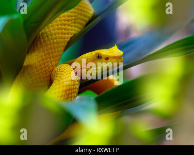 Wimpern viper Anolis schlegelii Costa Rica Februar Stockfoto