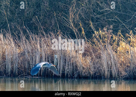 Ein Graureiher im Flug bei Warnham Naturschutzgebiet Stockfoto