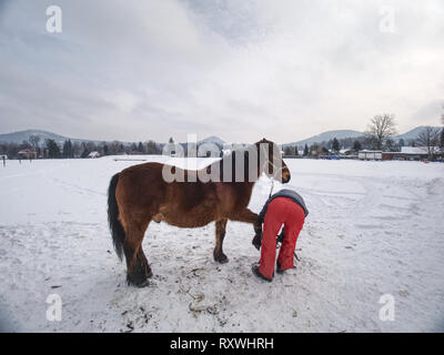 Bauernhof Mitarbeiter halten braunes Pferd auf Koppel für Hufe prüfen und Kontrolle von Hufeisen. Pferd halten Sie das vordere Bein auf besondere Stahl Stativ. Stockfoto