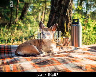 Kleinen Niedlichen chihuahua Hund liegend auf einer Decke in der Natur. Schließen Sie herauf wenig chiwawa Hund liegend auf der Decke in der Nähe der steinigen Ufer und Blick in die Stockfoto