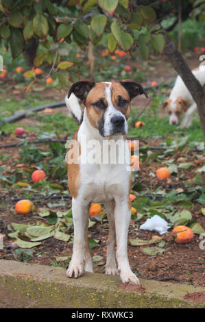 Mittellange Aufnahme des tan ein streunender Hund an Kamera schaut, während im Hintergrund sehen sie einen anderen Hund suchen das Land der Landschaft auf der Suche nach somethi Stockfoto