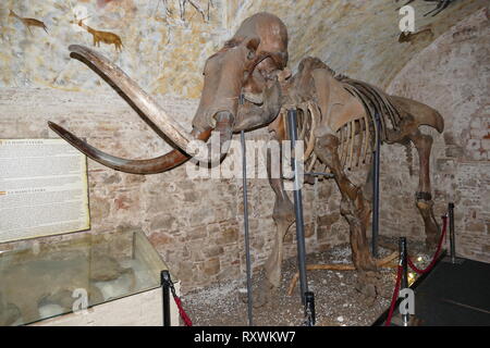 Fell eines erhaltenen Mammut (Barcelona) Spanien. Ein Mammut ist jede Art der ausgestorbenen Gattung Mammuthus, eine der vielen Gattungen, die die Reihenfolge der trunked Säugetiere proboscideans genannt. Die verschiedenen Arten von Mammut wurden häufig mit langen, gebogenen Stoßzähnen ausgestattet und in der nördlichen Arten, über die noch eine Decke von langem Haar. Sie lebten aus dem Pliozän Epoche (von rund 5 Millionen Jahren) in das Holozän an vor 4.000 Jahren, und verschiedene Arten in Afrika, Europa, Asien und Nordamerika. Sie waren Mitglieder der Familie Elephantidae, in dem sich auch die beiden Gattungen der modernen eleph Stockfoto