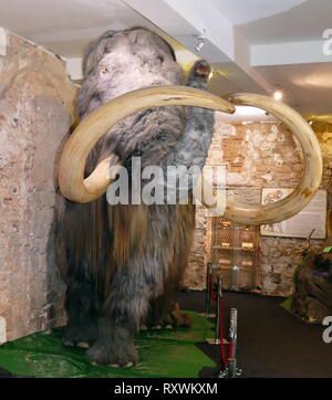 Mammut (Barcelona) Spanien erhalten. Ein Mammut ist jede Art der ausgestorbenen Gattung Mammuthus, eine der vielen Gattungen, die die Reihenfolge der trunked Säugetiere proboscideans genannt. Die verschiedenen Arten von Mammut wurden häufig mit langen, gebogenen Stoßzähnen ausgestattet und in der nördlichen Arten, über die noch eine Decke von langem Haar. Sie lebten aus dem Pliozän Epoche (von rund 5 Millionen Jahren) in das Holozän an vor 4.000 Jahren, und verschiedene Arten in Afrika, Europa, Asien und Nordamerika. Sie waren Mitglieder der Familie Elephantidae, in dem sich auch die beiden Gattungen der modernen Elefanten und Stockfoto