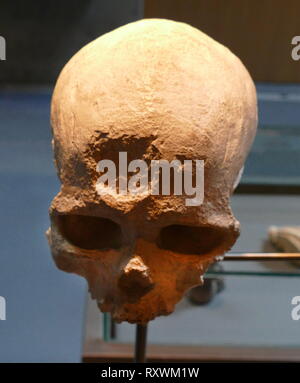 Homo sapiens Schädel Cro-Magnon, Frankreich, Altsteinzeit superior (30.000 v. Chr.) Stockfoto