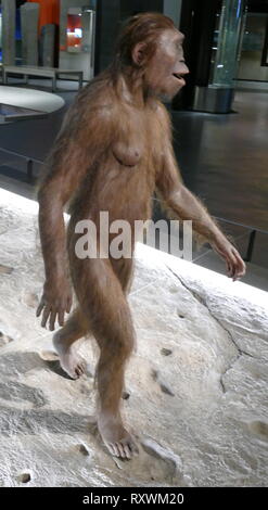 Weiblichen Australopithecus afarensis, Wandern auf den Spuren von einem Männchen der gleichen Art. Australopithecus afarensis (Südliche ape aus der Ferne), eine ausgestorbene Homininen, die zwischen 3,9 und 2,9 Millionen Jahren v. Chr. in Afrika gelebt. Afarensis wird gedacht, enger mit der Gattung Homo im Zusammenhang mit (werden, darunter auch die modernen menschlichen Spezies Homo sapiens), ob als direkter Vorfahre oder einen nahen Verwandten eines unbekannten Vorfahren, als jede andere bekannte Primas aus der gleichen Zeit. Stockfoto