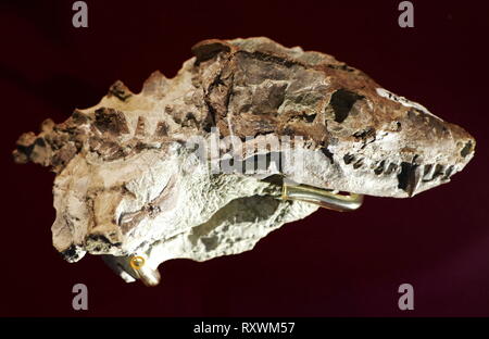 Schädel von MAMMAL-like Reptile, Thrinaxodon liorhinus, Trias unterlegen 250 Million BC, Südafrikanische Stockfoto