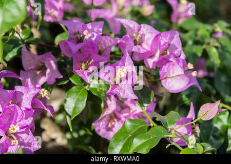 Lebendige rosafarbene Bougainvillea Blumen Stockfoto
