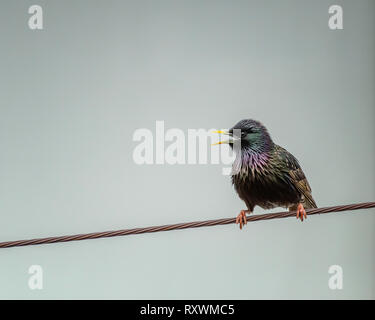 Europäische Star (Sturnus vulagaris) Sitzstangen auf einem Draht, der in Los Angeles, CA. Stockfoto