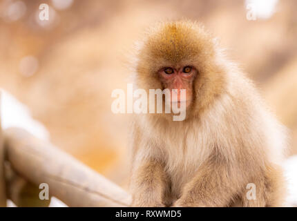 Japanische Snow monkey Makaken in Hot spring Onsen Jigokudan Monkey Park, Nakano, Japan Stockfoto