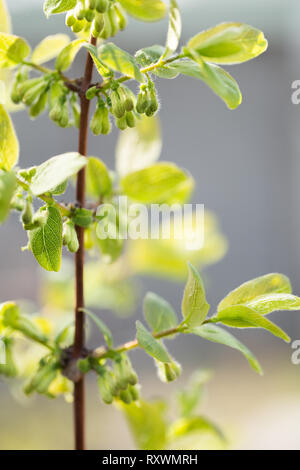 Blüte der essbaren Geißblatt Stockfoto