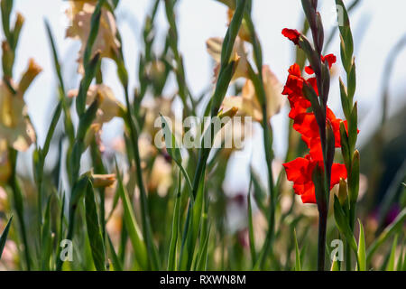 Rot und sanftem Rosa gladiolus Blumen blühen in den schönen Garten. Gladiolen ist Pflanze des Iris-Familie, mit Schwert - geformte Blätter und Spitzen von Brig Stockfoto