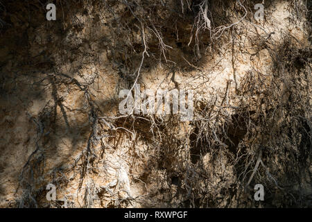 Urwald Urwald Sababurg, Hofgeismar, Weserbergland, Nordrhein-Westfalen, Hessen, Deutschland Stockfoto