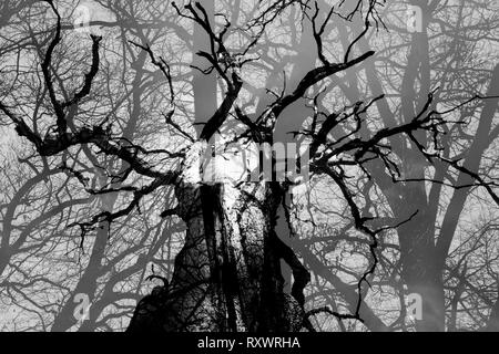 Urwald Urwald Sababurg, Hofgeismar, Weserbergland, Nordrhein-Westfalen, Hessen, Deutschland Stockfoto