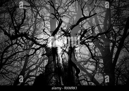 Urwald Urwald Sababurg, Hofgeismar, Weserbergland, Nordrhein-Westfalen, Hessen, Deutschland Stockfoto