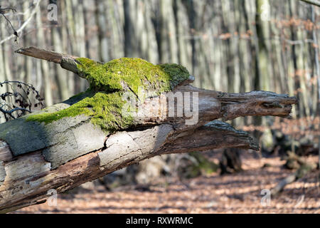 Baum Gesicht, sieht aus wie ein Drache, Urwald Urwald Sababurg, Hofgeismar, Weserbergland, Nordrhein-Westfalen, Hessen, Deutschland Stockfoto