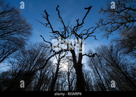 Urwald Urwald Sababurg, Hofgeismar, Weserbergland, Nordrhein-Westfalen, Hessen, Deutschland Stockfoto