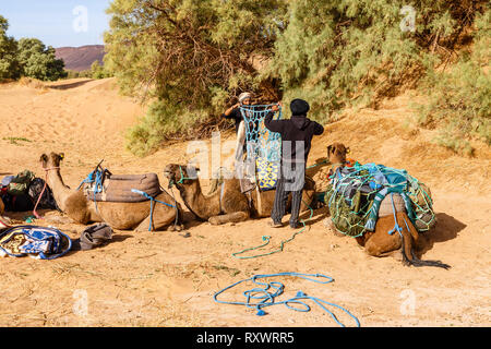 Errachidia Provinz, Marokko - Oktober 22, 2015: Zwei Berber Männer bereiten eine Karawane der Kamele für eine Wanderung. Laden Dinge auf Kamele. Stockfoto
