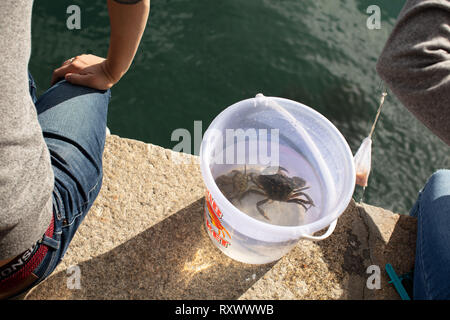 Ein Schuss von Krabben in Salcombe Mündung im Sommer. Stockfoto