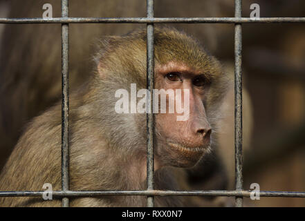 Hamadryas baboon (Papio hamadryas) in den Käfig im Zoo von Lissabon (Jardim Zoologico fahren de Lisboa) in Lissabon, Portugal. Stockfoto