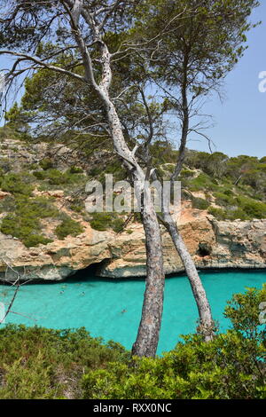Mittelmeer Kiefer in Calo des Moro, Mallorca, Spanien Stockfoto