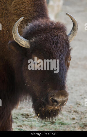 Plains Bisons (Bison bison Bison), auch als Der prarie Bison bekannt. Stockfoto