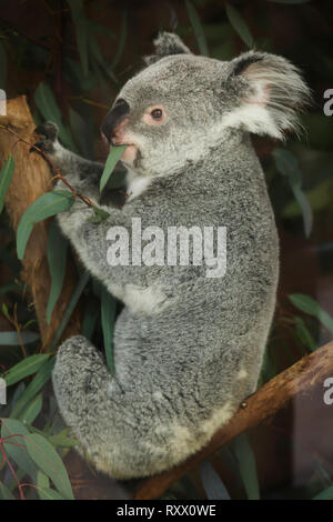 Queensland Koala (Phascolarctos cinereus adustus) im Zoo von Lissabon (Jardim Zoologico fahren de Lisboa) in Lissabon, Portugal. Stockfoto