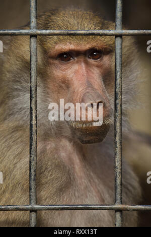 Hamadryas baboon (Papio hamadryas) in den Käfig im Zoo von Lissabon (Jardim Zoologico fahren de Lisboa) in Lissabon, Portugal. Stockfoto