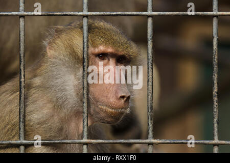 Hamadryas baboon (Papio hamadryas) in den Käfig im Zoo von Lissabon (Jardim Zoologico fahren de Lisboa) in Lissabon, Portugal. Stockfoto