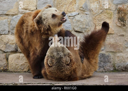 Braunbär (Ursus arctos). Wild lebende Tier. Stockfoto